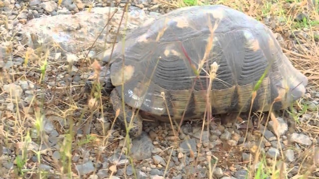 Греция, Пелопоннес