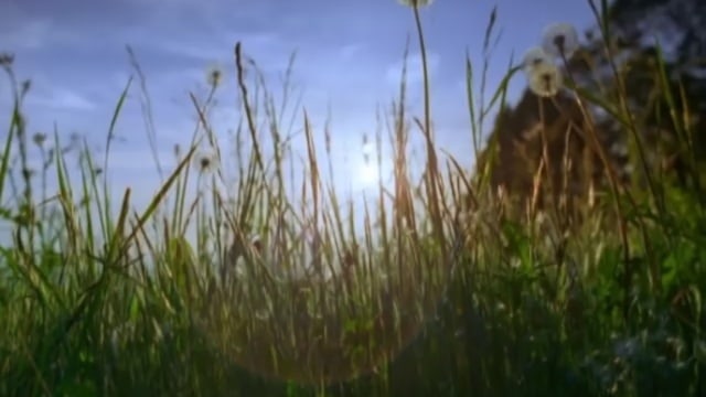 идут белые снеги