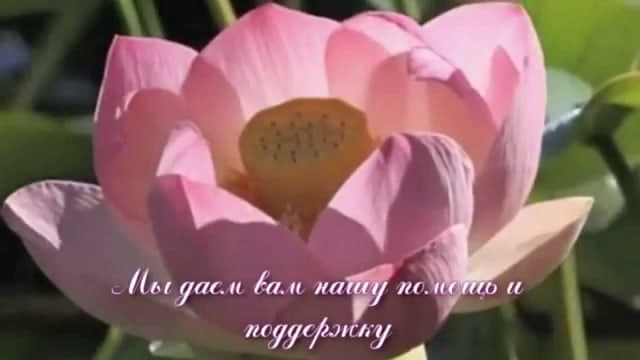 Лотосы Божественного сознания