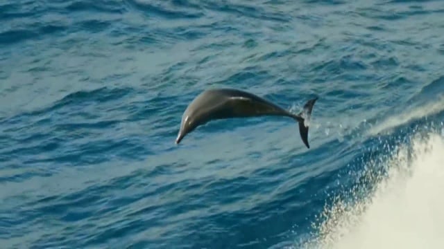 Помощь китов и дельфинов Владыкам Мудрости.