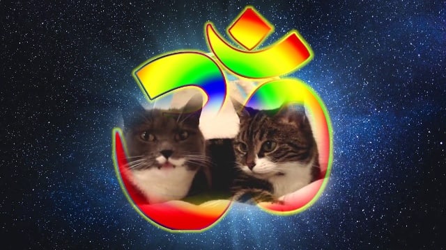 Всемирная медитация на звук «ОМ». Кошки поют с нами.