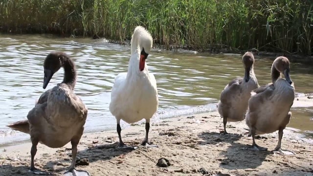 Жизнь - Божественный дар.